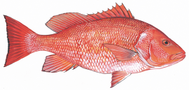 red snapper drawing