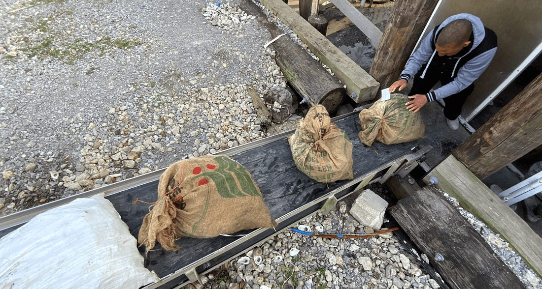 A worker places bags of oysters onto a conveyor belt from a dock in St. Bernard Parish.