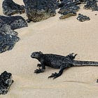 TRAFFIC IN THE GALÁPAGOS, I