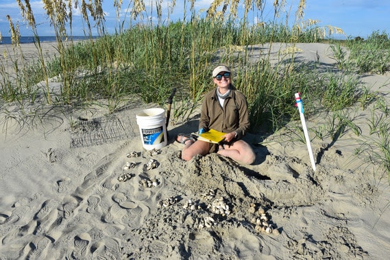 sea turtle biologist counts empty eggs in a sea turtle nest on a beach dune