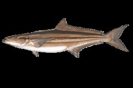cobia