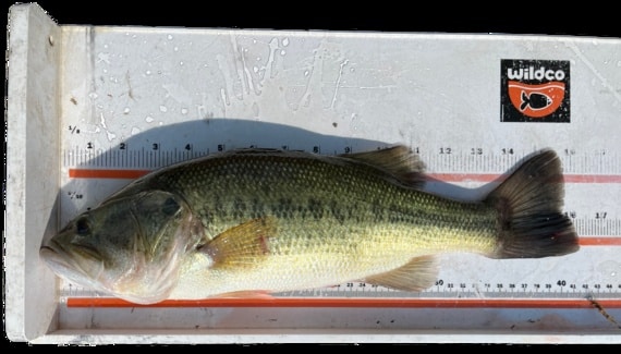 Largemouth bass