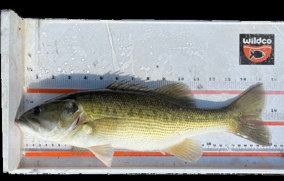 Alabama bass
