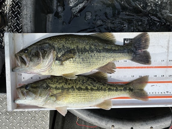 bass comparison