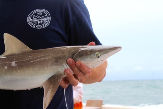 atlantic sharpnose