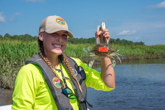 tagged blue crab