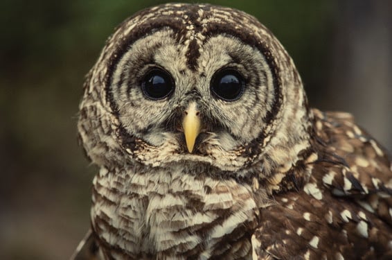 owl