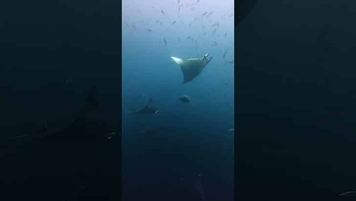 TRAFFIC IN THE GALÁPAGOS II