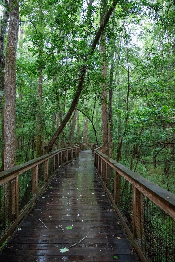 congaree