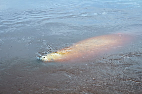 Manatee in water